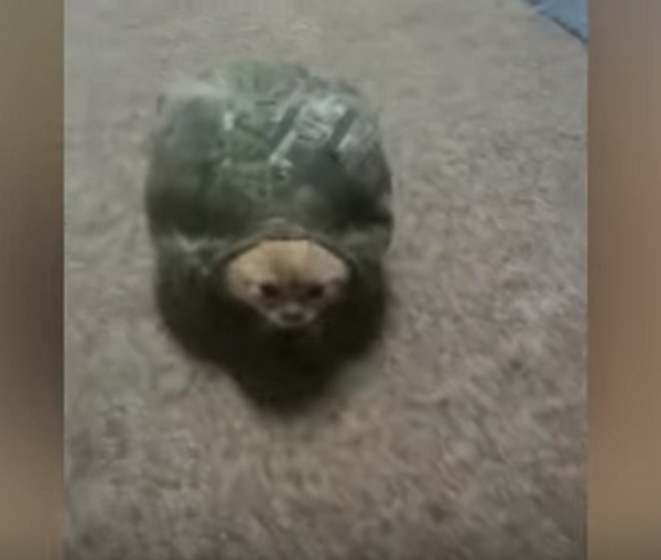 Черепаховый кот