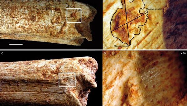 Кости человека из Марокко, съеденного гиеной 500 тысяч лет назад