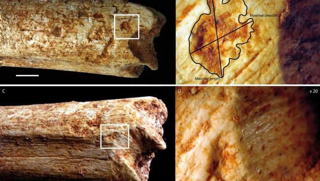 Кости человека из Марокко, съеденного гиеной 500 тысяч лет назад