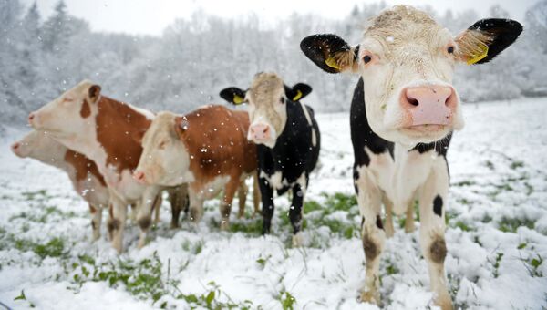 Коровы стоят на снежном лугу, архивное фото
