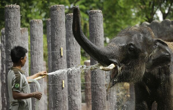 Слон в зоопарке в Бангкоке
