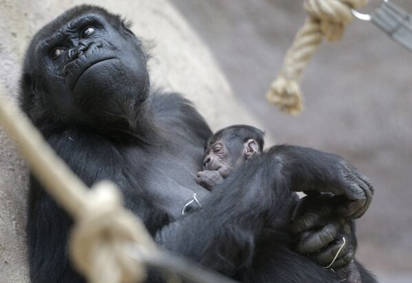 Горилла Шинда держит своего новорожденного детеныша в зоопарке в Праге