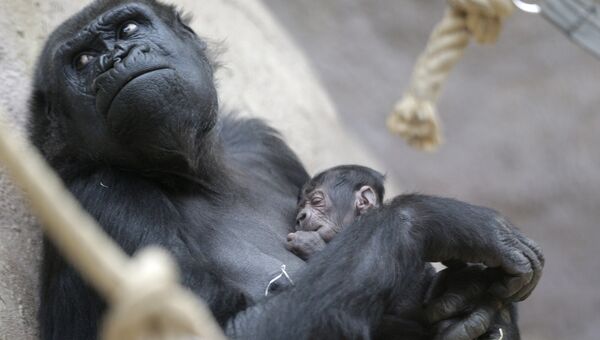Горилла Шинда держит своего новорожденного детеныша в зоопарке в Праге