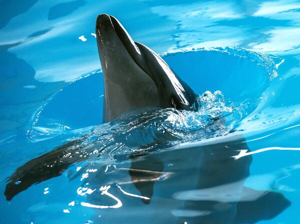 Дельфин на открытии Центра плавания с дельфинами в Центре океанографии и морской биологии Москвариум в Москве