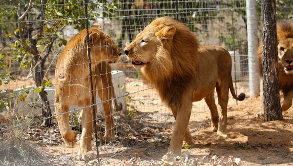 Львы, вызволенные из плена южноамериканских цирков, в частном приюте в ЮАР