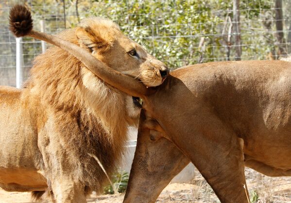 Пара из спасенных из цирков в Перу и Колумбии львов в северной провинции Лимпопо в Южной Африке, май 2016