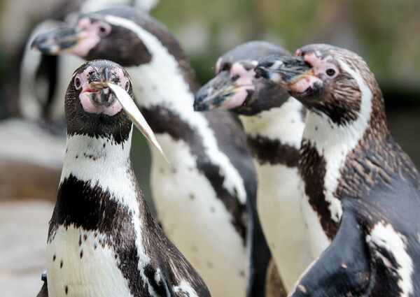 Пингвины в зоопарке Гамбурга
