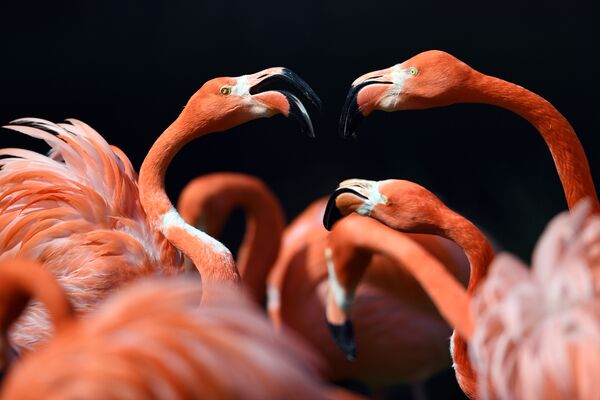 Фламинго в зоопарке Кёльна