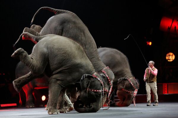 Слоны во время шоу в цирке, штат Пенсильвания