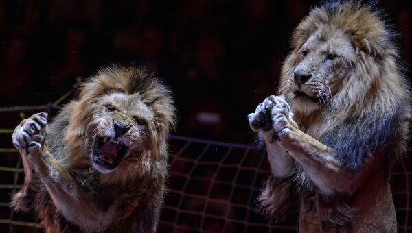 Львы в цирке. Архивное фото