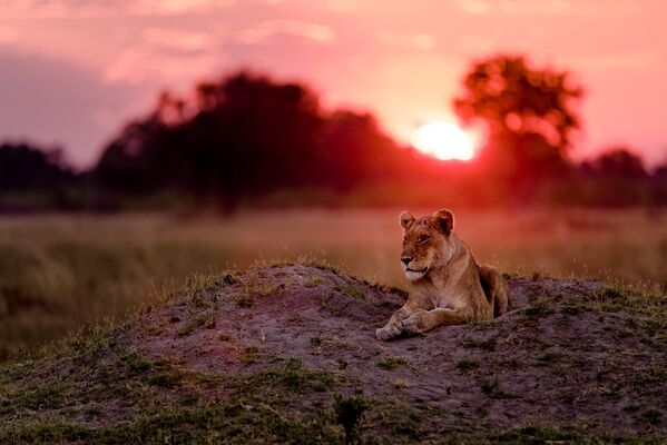 Львица на закате