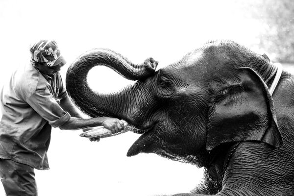 Лагерь по реабилитации спасенных слонов из цирков