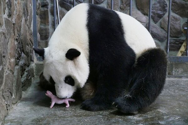 Панда со своим новорожденным детенышем в центре разведения гигантских панд Чэнду