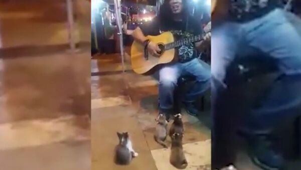 Музыкант спел для четырех котят