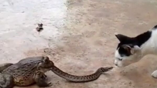 кошка против змеи, съеденной жабой. Кадр с YouTube,