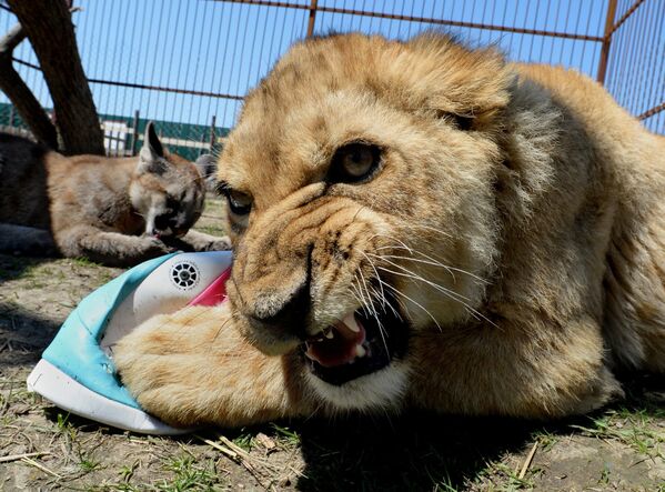 Дружба львенка и маленькой пумы в зоопарке Чудесный
