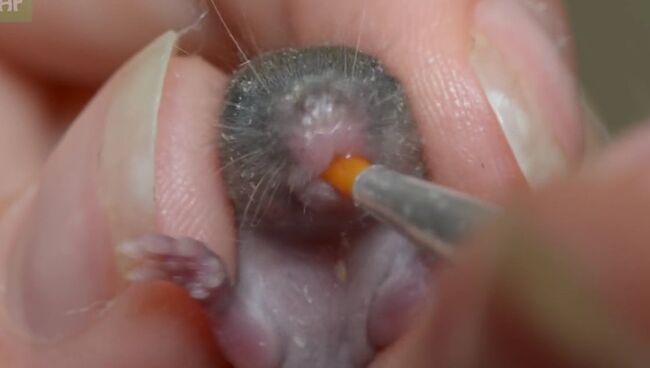 Видеоинструкция: как кормить новорожденных мышат