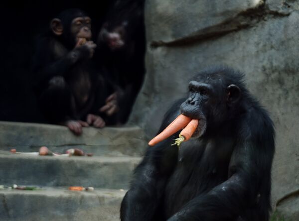 Шимпанзе в зоопарке Лос-Анджелеса, 10 мая 2016