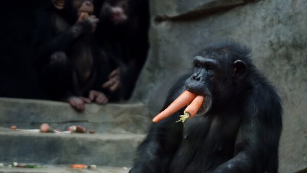 Шимпанзе в зоопарке. Архивное фото