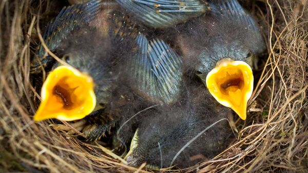 Гнездо с птенцами. Архивное фото