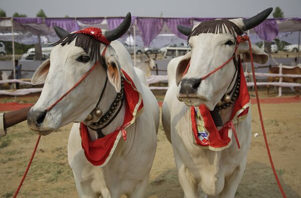 Участники конкурса красоты среди быков в городе Рохтак, Индия
