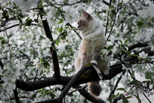 Кошка сидит на дереве на территории музея-заповедника Коломенское