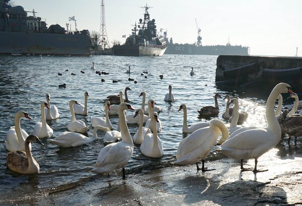 Стая лебедей зимует в акватории военно-морской базы Балтийского флота в Калининградской области