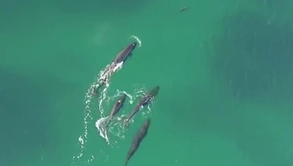 Охота дельфинов на акул попала на видео