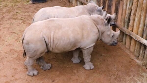 Детеныши носорогов издают невероятный звук