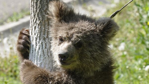 Медвежонок в зоопарке Ташкента. Архивное фото