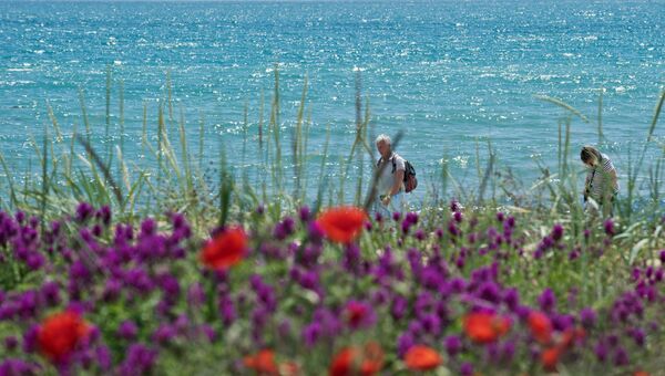Берег Черного моря с цветущими маками в поселке Береговое под Феодосией. Архивное фото