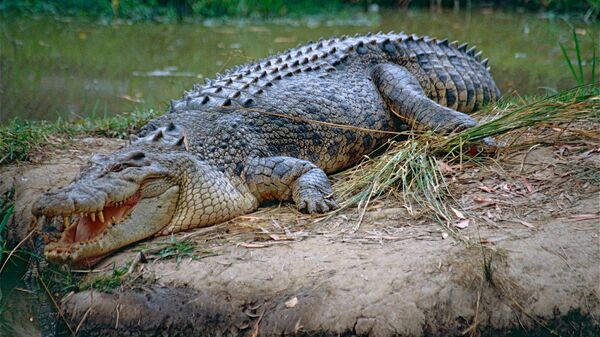 Соленоводный крокодил
