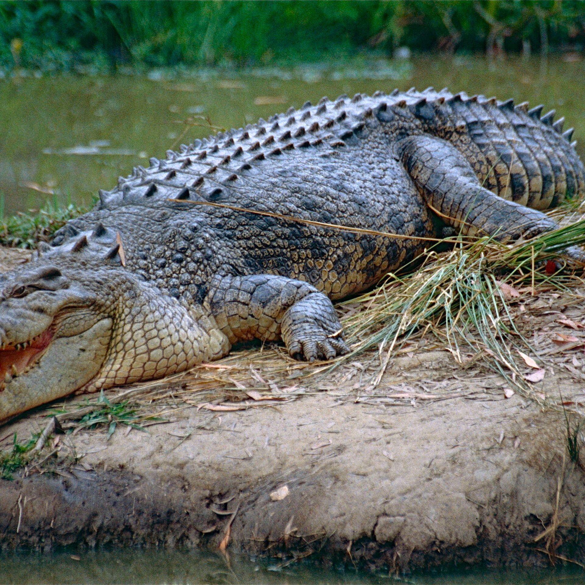 В США огромный крокодил попытался войти в жилой дом - РИА Новости,  17.02.2019