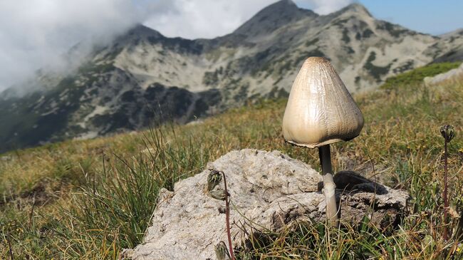 Галлюциногенные грибы 