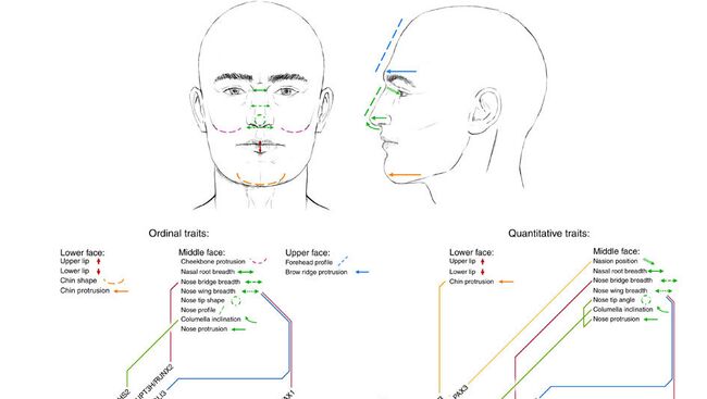 Пять генов, определяющих форму носа и подбородка, и управляемые ими черты лица
