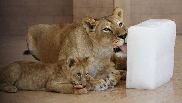 Львица с львенком в зоопарке Лахора