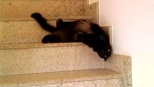 Котик сплыл по лестнице