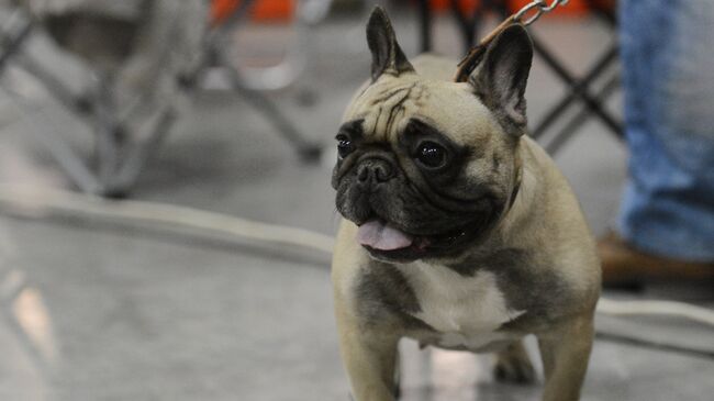 Собака породы французский бульдог. Архивное фото