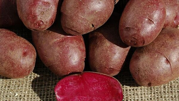 Фиолетовая картошка, созданная генетиками из университета Колорадо