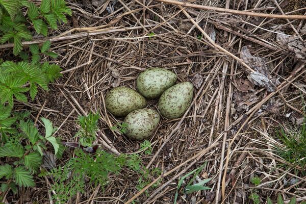 Гнездо большого кроншнепа с кладкой яиц на островах Белого моря в Беломорском районе Республики Карелия