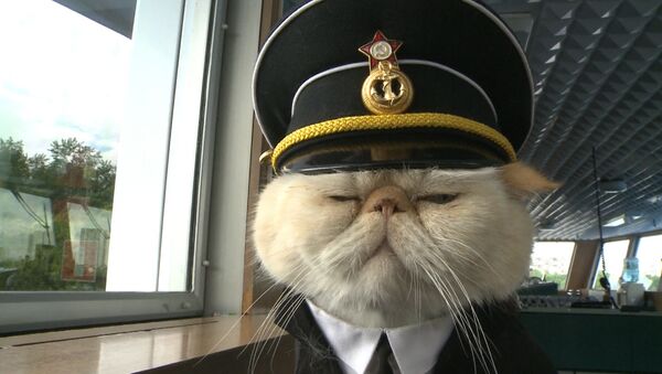 Хвостатый экипаж, или Как коты в форме служат на корабле и ходят в море