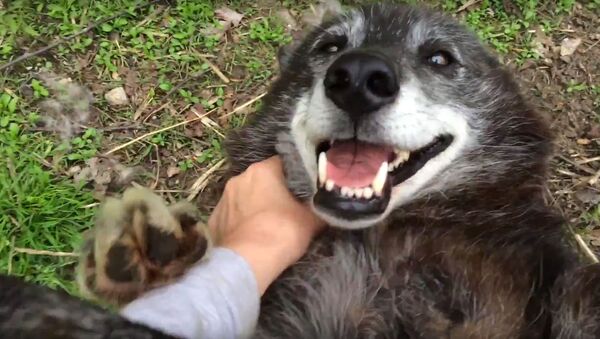 Самая счастливая волчица