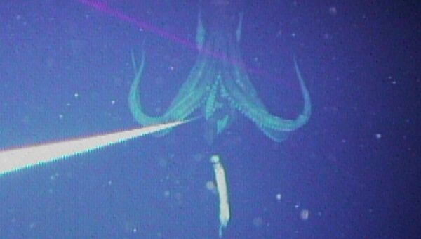 Изображение гигантского кальмара, сделанное японскими учеными. Архивное фото