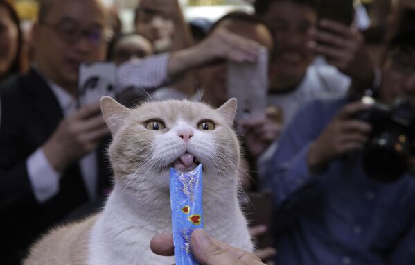 Британский кот Братец крем в магазине Гонконга