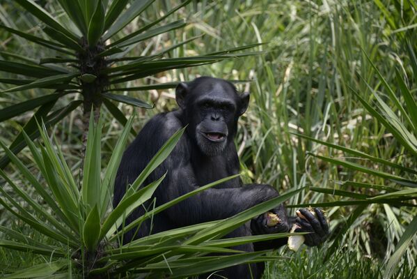 Шимпанзе в зоопарке Аврора в Гватемала-Сити