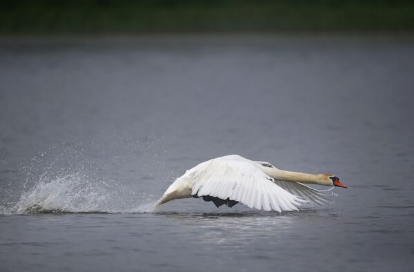 Лебедь на озере в Белоруссии