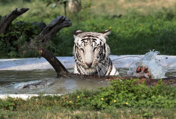 Белый тигр спасается от жары в пруду в зоопарке на окраине Чандигарх