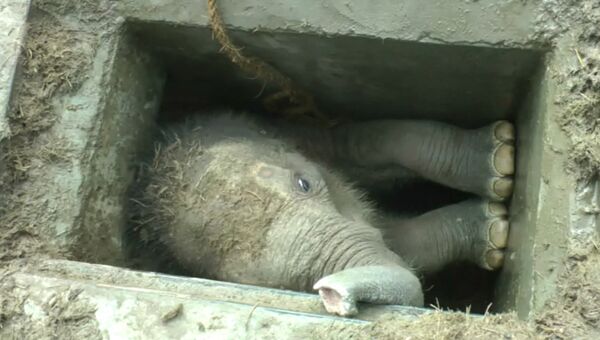 Застрявшего слоненка вытаскивали за ноги и хобот из водостока в Шри-Ланке
