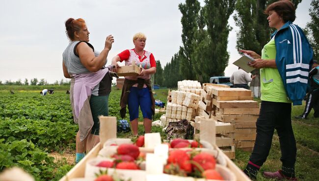 Сбор урожая клубники. Архивное фото