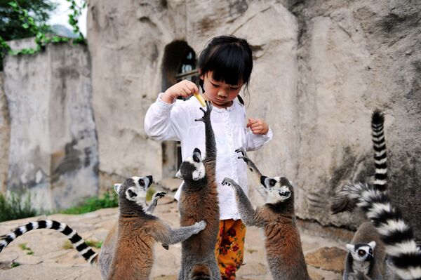 Ребенок кормит лемуров в парке диких животных в Циндао,провинция Шаньдун